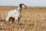 SETTER ANGLAIS 161